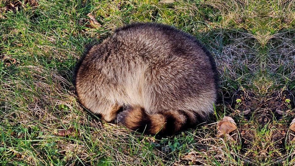 Waschbär
